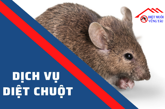 Dịch vụ diệt chuột